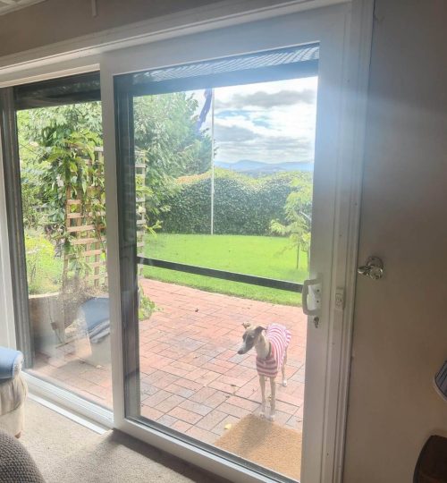 UPVC Sliding and Stacking Doors 2 A dog wearing a striped shirt stands outside on a brick patio, looking through a large glass sliding door into a room with a person partially visible on the right. Green lawn and trees are in the background.